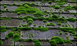 window cleaning, gutter cleaning and maintenance, siding cleaning